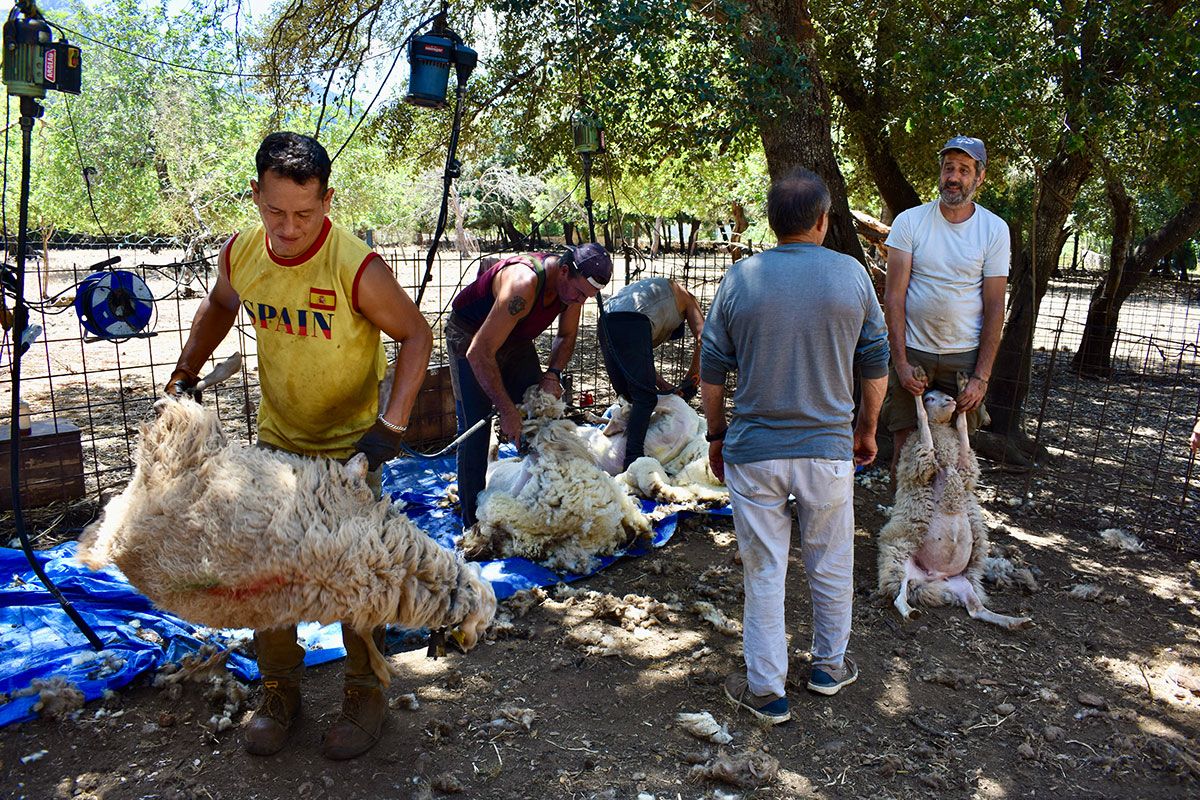 La Cooperativa Pagesa de Pollença ton entre 15.000 i 16.000 ovelles